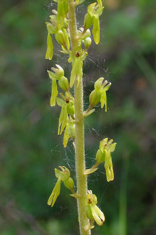 Orchis simia e altro